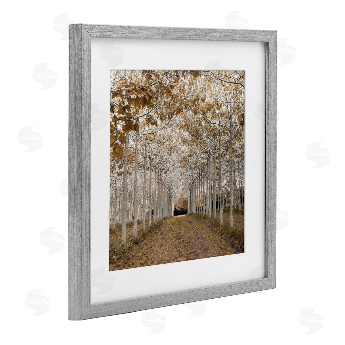Assaf Frank White Gold Birch Grove Canvas Wall Art Print