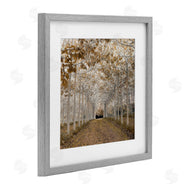 Assaf Frank | White Gold Birch Grove