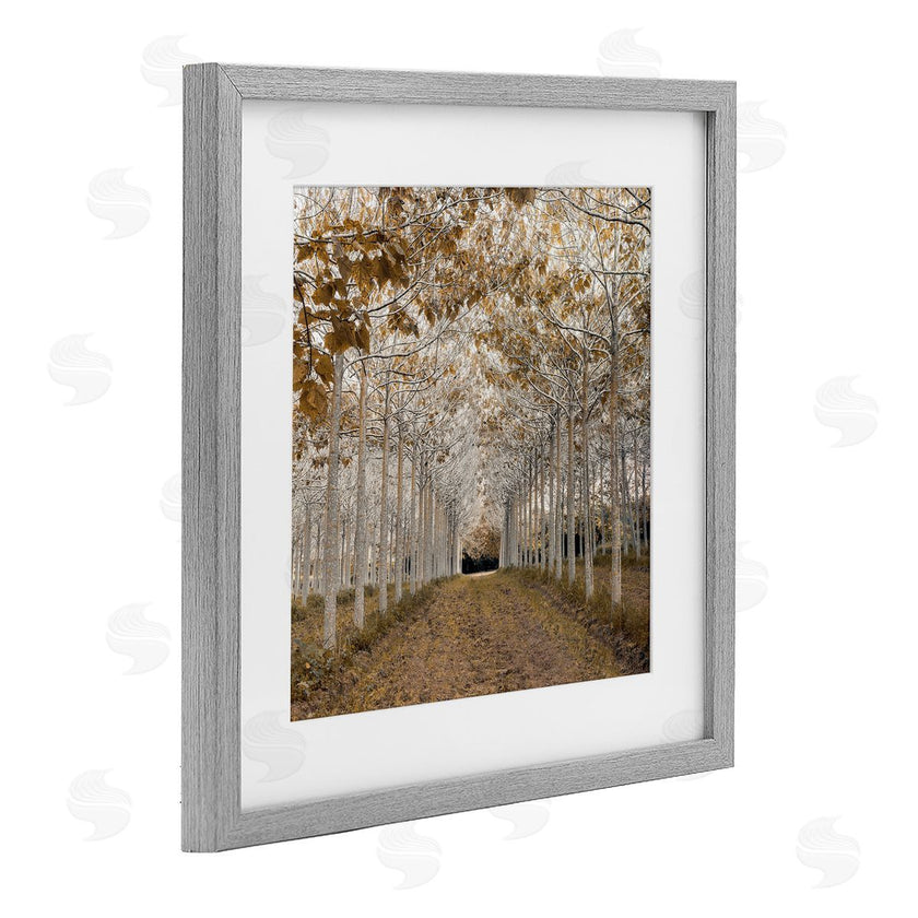 Assaf Frank | White Gold Birch Grove