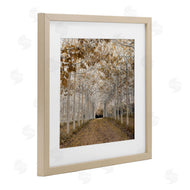 Assaf Frank | White Gold Birch Grove