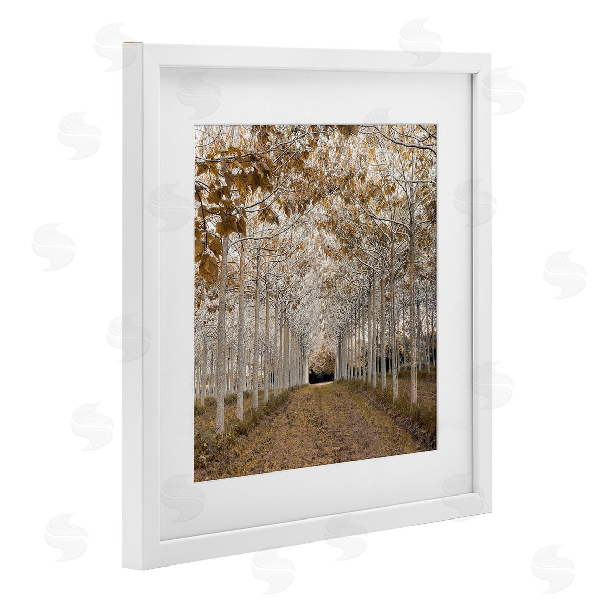 Assaf Frank White Gold Birch Grove Canvas Wall Art Print