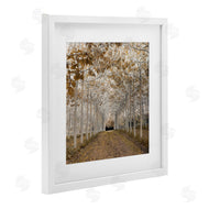 Assaf Frank | White Gold Birch Grove