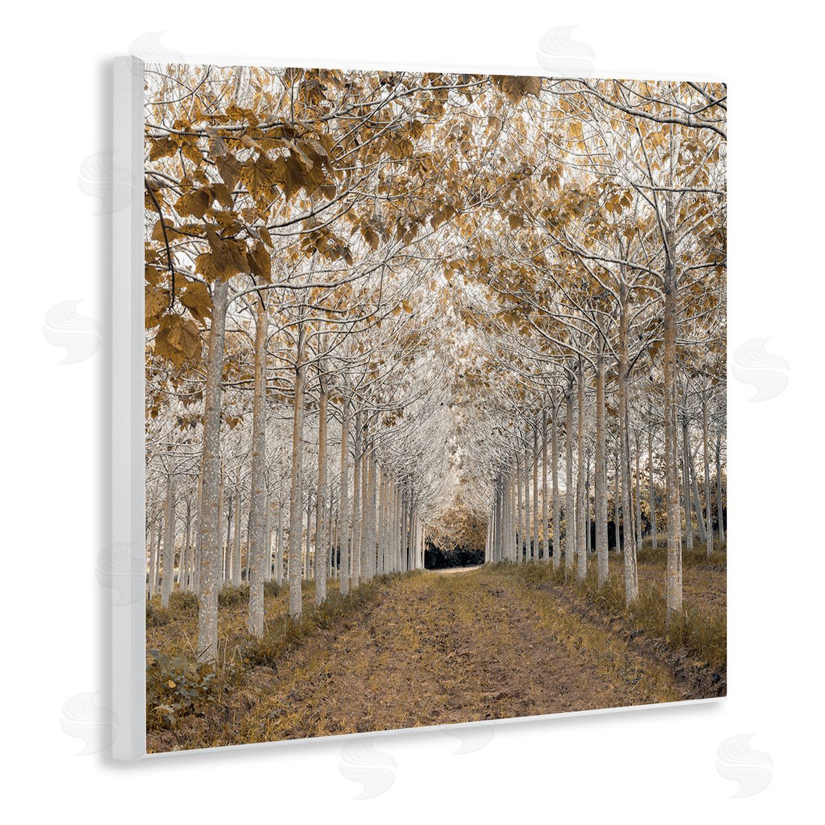 Assaf Frank White Gold Birch Grove Canvas Wall Art Print
