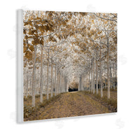 Assaf Frank | White Gold Birch Grove