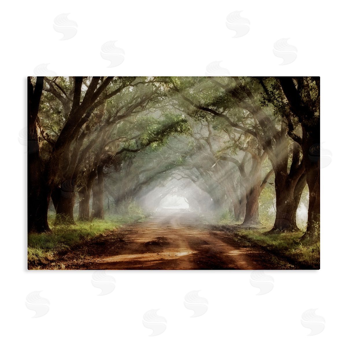Mike Jones Sunlit Evergreen Grove Canvas Wall Art Print