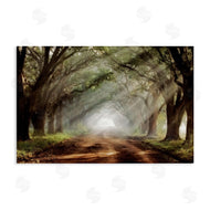 Mike Jones | Sunlit Evergreen Grove
