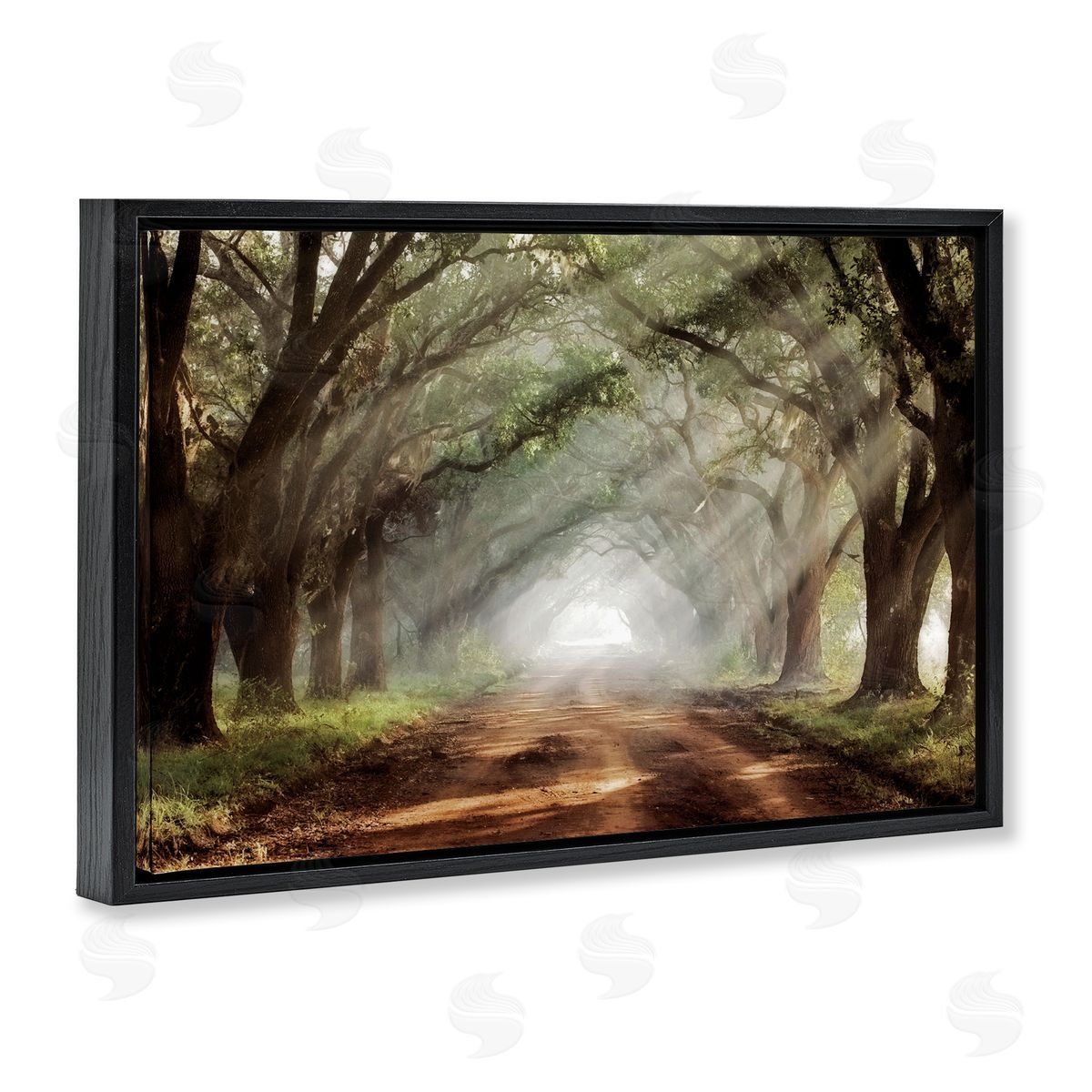 Mike Jones Sunlit Evergreen Grove Canvas Wall Art Print