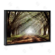 Mike Jones | Sunlit Evergreen Grove