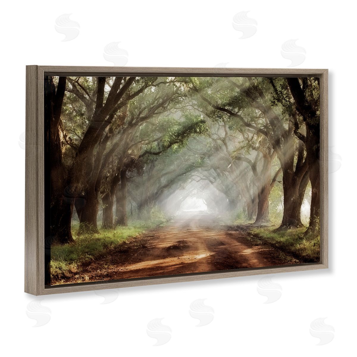 Mike Jones Sunlit Evergreen Grove Canvas Wall Art Print