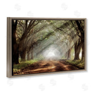 Mike Jones | Sunlit Evergreen Grove