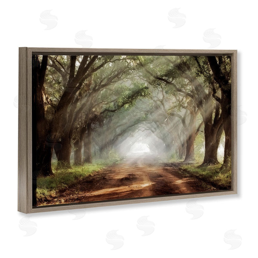 Mike Jones | Sunlit Evergreen Grove