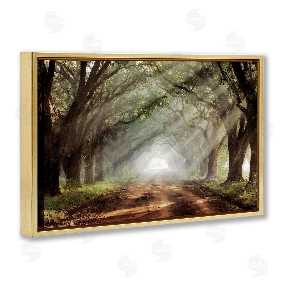 Mike Jones Sunlit Evergreen Grove Canvas Wall Art Print