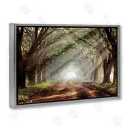 Mike Jones | Sunlit Evergreen Grove