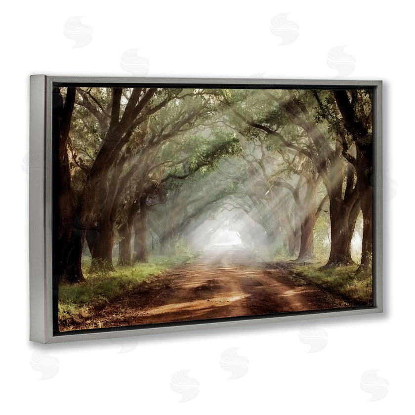 Mike Jones | Sunlit Evergreen Grove