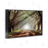 Mike Jones | Sunlit Evergreen Grove