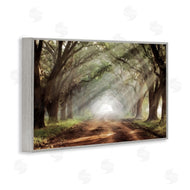 Mike Jones | Sunlit Evergreen Grove