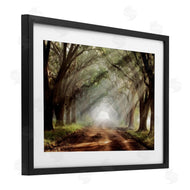 Mike Jones | Sunlit Evergreen Grove