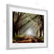Mike Jones | Sunlit Evergreen Grove