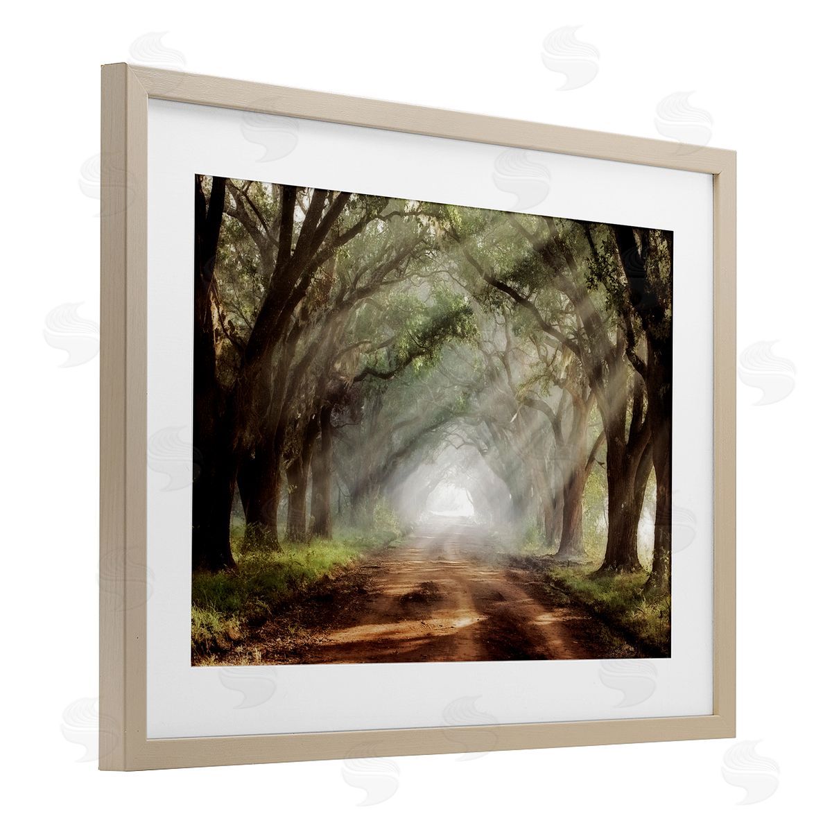 Mike Jones Sunlit Evergreen Grove Canvas Wall Art Print
