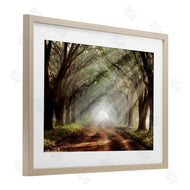 Mike Jones | Sunlit Evergreen Grove