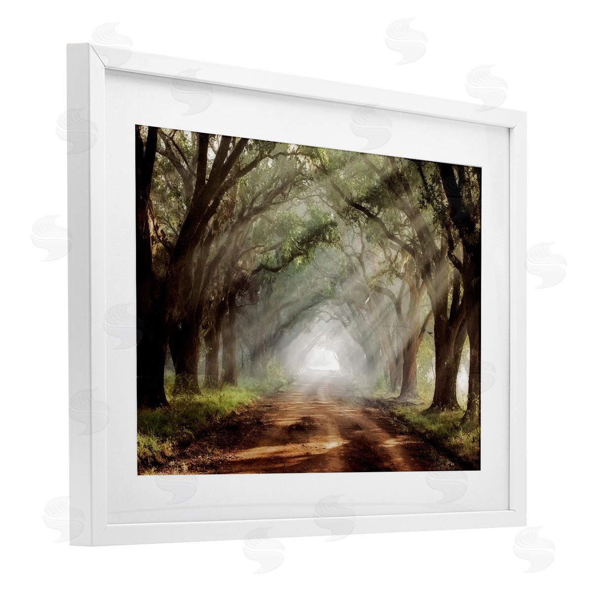 Mike Jones Sunlit Evergreen Grove Canvas Wall Art Print