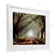 Mike Jones | Sunlit Evergreen Grove