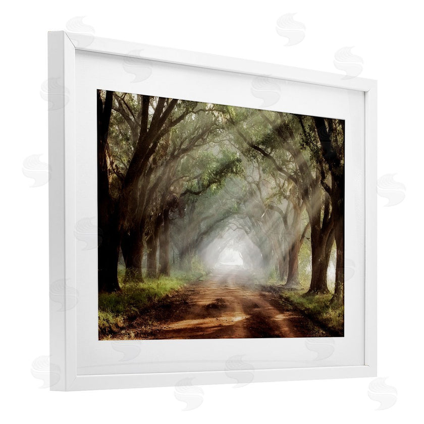 Mike Jones | Sunlit Evergreen Grove