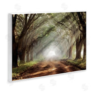 Mike Jones | Sunlit Evergreen Grove