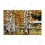 Mike Jones | Autumnal Birch Beauty