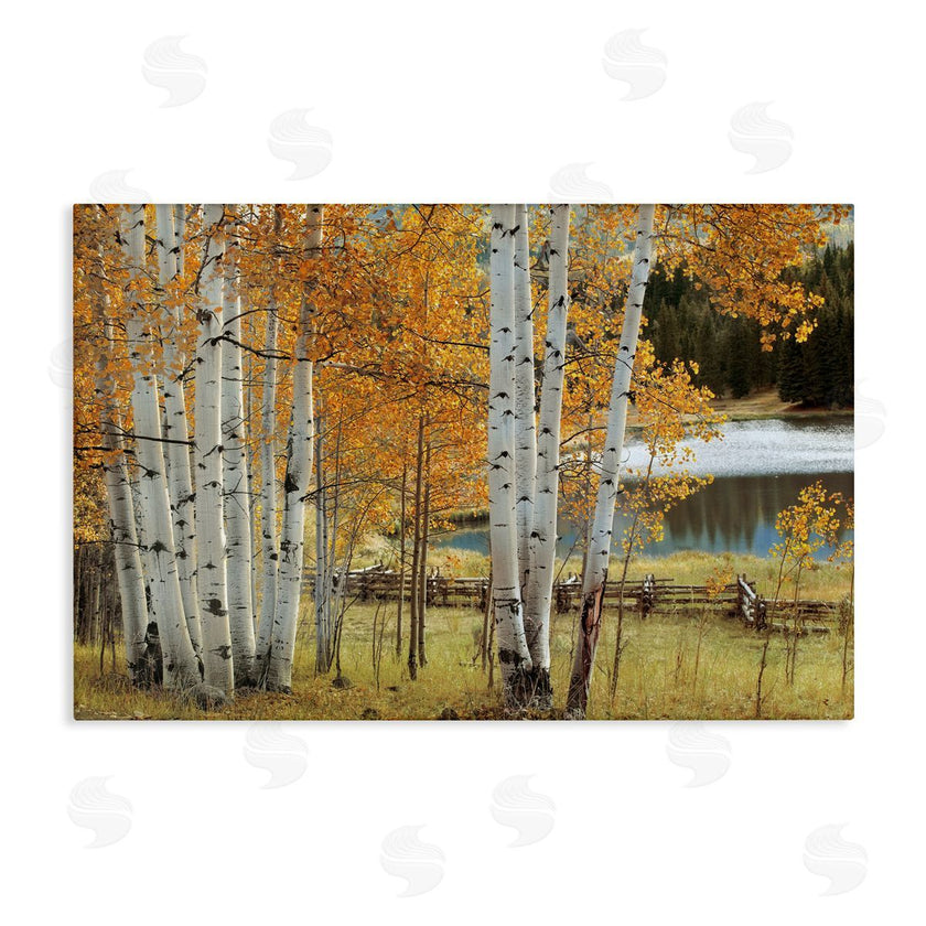 Mike Jones | Autumnal Birch Beauty
