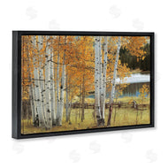 Mike Jones | Autumnal Birch Beauty