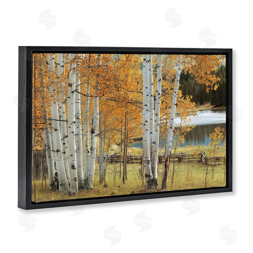 Mike Jones | Autumnal Birch Beauty