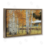 Mike Jones | Autumnal Birch Beauty