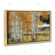 Mike Jones | Autumnal Birch Beauty
