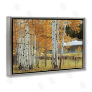Mike Jones | Autumnal Birch Beauty