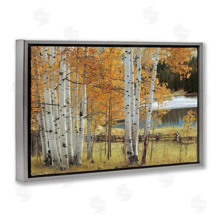 Mike Jones | Autumnal Birch Beauty