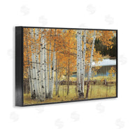 Mike Jones | Autumnal Birch Beauty