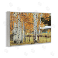 Mike Jones | Autumnal Birch Beauty