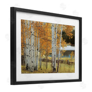 Mike Jones | Autumnal Birch Beauty