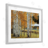 Mike Jones | Autumnal Birch Beauty