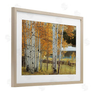 Mike Jones | Autumnal Birch Beauty