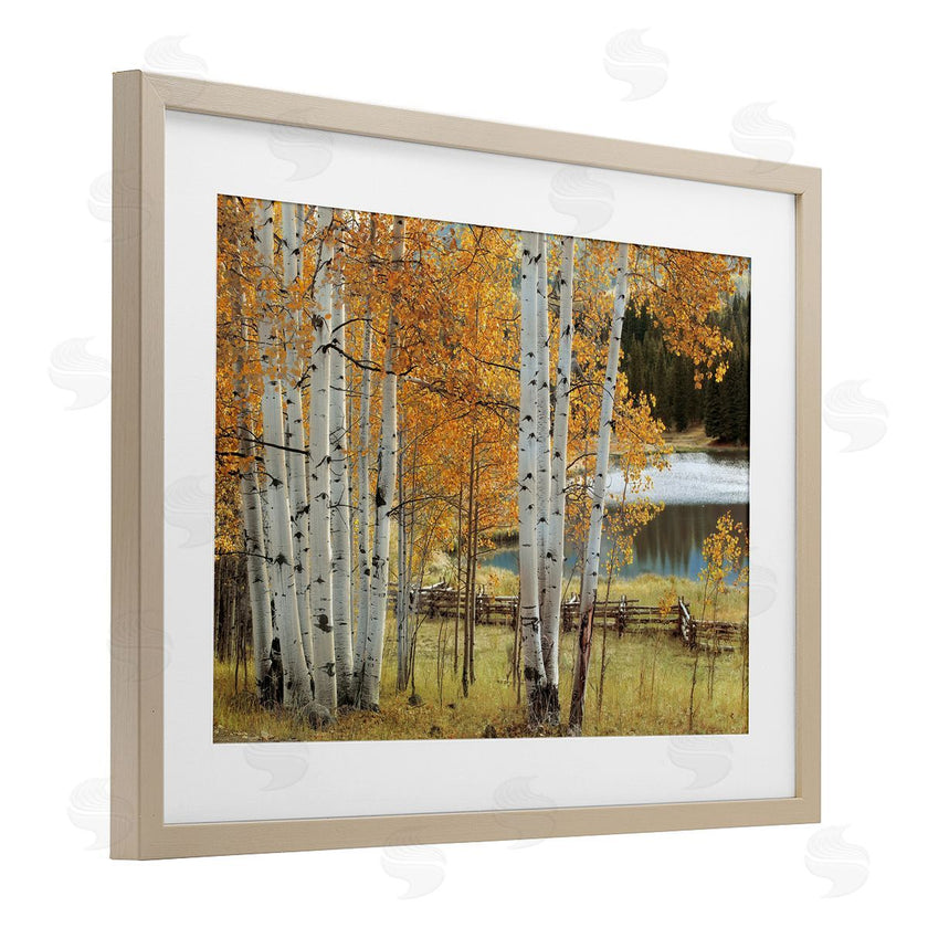 Mike Jones | Autumnal Birch Beauty