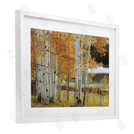 Mike Jones | Autumnal Birch Beauty