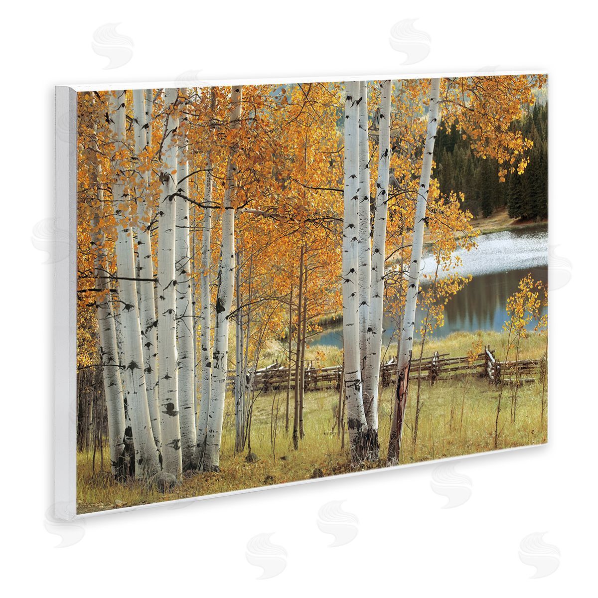 Mike Jones Autumnal Birch Beauty Canvas Wall Art Print