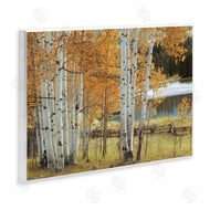 Mike Jones | Autumnal Birch Beauty