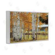 Mike Jones | Autumnal Birch Beauty
