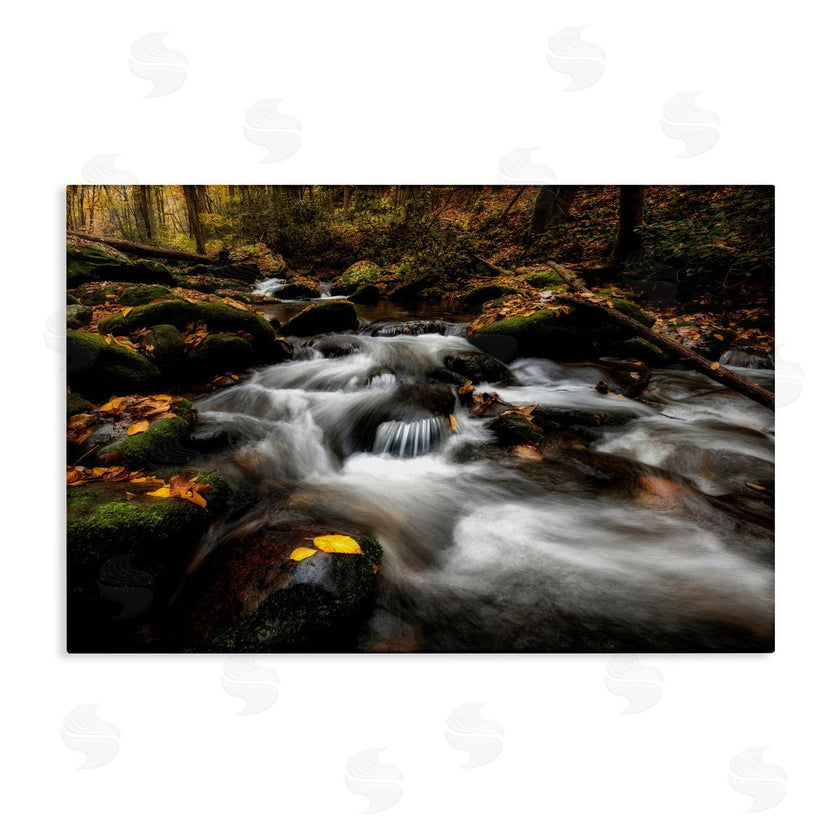 D. Burt | Fallen Leaves on Stream