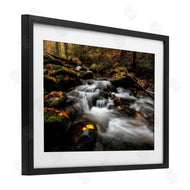D. Burt | Fallen Leaves on Stream