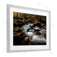 D. Burt | Fallen Leaves on Stream