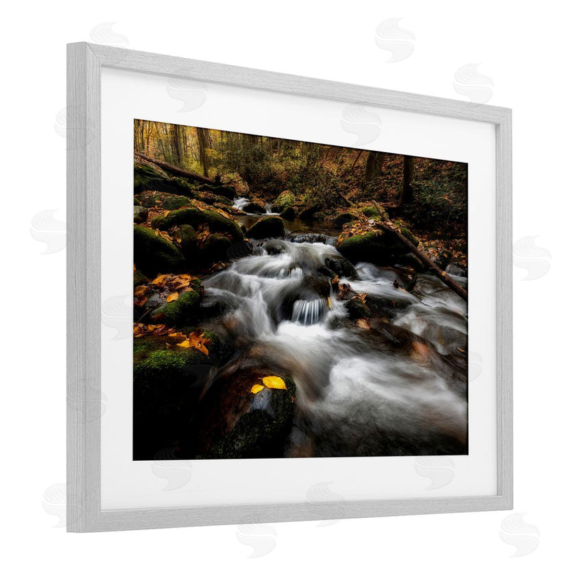 D. Burt | Fallen Leaves on Stream